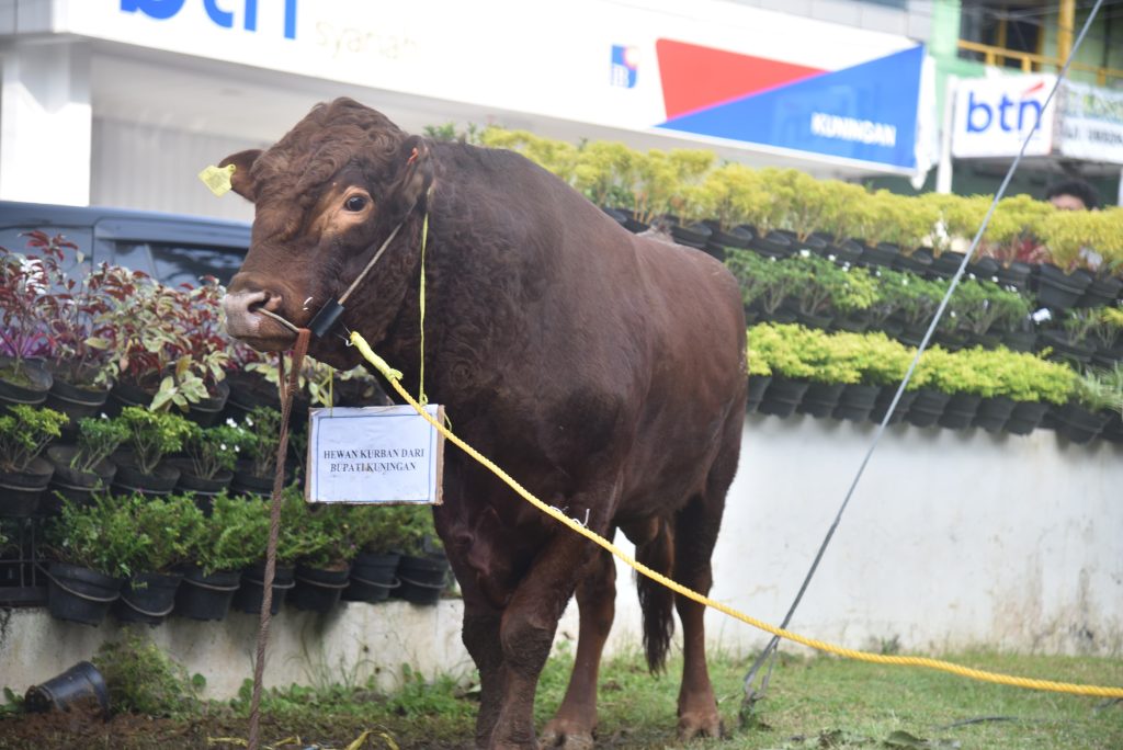 Doc. Sapi Kurban Presiden Prabowo, Serukan Pembangunan Penuh Keikhlasan (Foto Dokumentasi : MI)