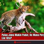 Doc. Anak macan tutul Jawa (Panthera pardus melas) terlihat di atas pohon dalam kawasan hutan lindung. Macan tutul Jawa merupakan predator puncak endemik Pulau Jawa yang kini terancam punah akibat kehilangan habitat dan perburuan liar. (Dok: sandiwartanews.com).