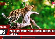 Doc. Anak macan tutul Jawa (Panthera pardus melas) terlihat di atas pohon dalam kawasan hutan lindung. Macan tutul Jawa merupakan predator puncak endemik Pulau Jawa yang kini terancam punah akibat kehilangan habitat dan perburuan liar. (Dok: sandiwartanews.com).