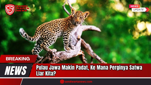 Doc. Anak macan tutul Jawa (Panthera pardus melas) terlihat di atas pohon dalam kawasan hutan lindung. Macan tutul Jawa merupakan predator puncak endemik Pulau Jawa yang kini terancam punah akibat kehilangan habitat dan perburuan liar. (Dok: sandiwartanews.com).