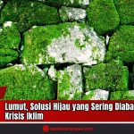 Doc. Tumpukan batu yang dipenuhi lumut di salah satu kawasan kota menunjukkan potensi alami lumut dalam menyerap karbon dan menurunkan suhu lingkungan. Lumut kerap tumbuh di permukaan keras seperti ini dan dapat dimanfaatkan sebagai solusi hijau menghadapi krisis iklim. (Foto: sandiwartanews.com).