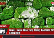 Doc. Tumpukan batu yang dipenuhi lumut di salah satu kawasan kota menunjukkan potensi alami lumut dalam menyerap karbon dan menurunkan suhu lingkungan. Lumut kerap tumbuh di permukaan keras seperti ini dan dapat dimanfaatkan sebagai solusi hijau menghadapi krisis iklim. (Foto: sandiwartanews.com).