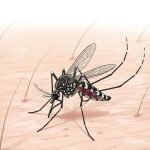 Chikungunya