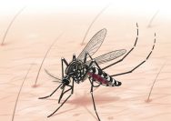 Chikungunya