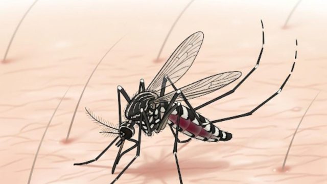 Chikungunya