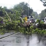 Cuaca Ekstrem Terjang Kota Sumenep, Pohon Tumbang Tutup Total Jalan Raya Gapura