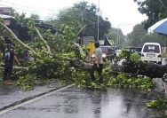 Cuaca Ekstrem Terjang Kota Sumenep, Pohon Tumbang Tutup Total Jalan Raya Gapura