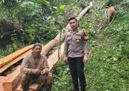 Polres Minahasa Tindak Lanjuti Laporan Dugaan Pencurian Kayu di Desa Makalonsow
