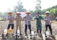 Tanam Jagung kuartal II Polda Banten Dorong Ketahanan Pangan 
