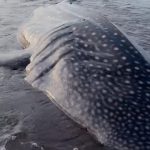 Hiu Tutul Sepanjang 4 Meter Terdampar di Pantai Banjarsari Cilacap, Warga dan Tim SAR Lakukan Upaya Penyelamatan