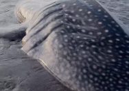 Hiu Tutul Sepanjang 4 Meter Terdampar di Pantai Banjarsari Cilacap, Warga dan Tim SAR Lakukan Upaya Penyelamatan