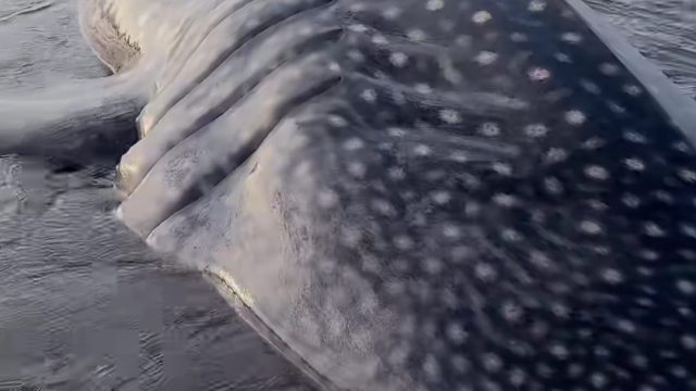 Hiu Tutul Sepanjang 4 Meter Terdampar di Pantai Banjarsari Cilacap, Warga dan Tim SAR Lakukan Upaya Penyelamatan