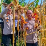 Polres Kuningan Tinjau Lahan Jagung, Perkuat Komitmen Dukung Swasembada Pangan Nasional