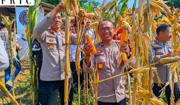 Polres Kuningan Tinjau Lahan Jagung, Perkuat Komitmen Dukung Swasembada Pangan Nasional