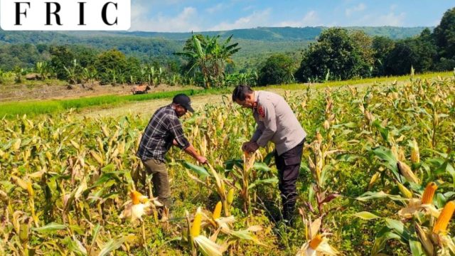 Kawal Program Swasembada Pangan, Polres Kuningan Tinjau Langsung Lahan Pertanian dan Serap Aspirasi Petani
