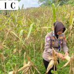 Satlantas Polres Kuningan Tinjau Kesiapan Panen Jagung di Desa Cibulan