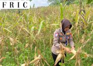 Satlantas Polres Kuningan Tinjau Kesiapan Panen Jagung di Desa Cibulan