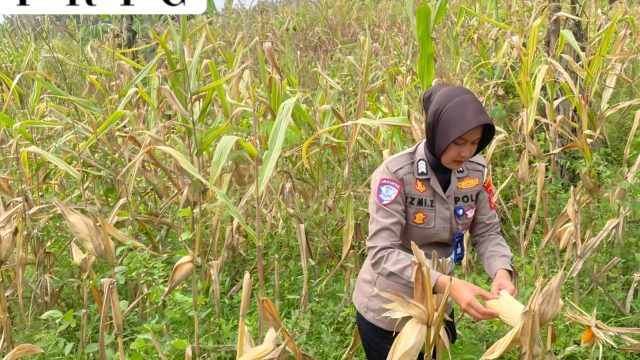 Satlantas Polres Kuningan Tinjau Kesiapan Panen Jagung di Desa Cibulan